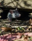 souris à la maison