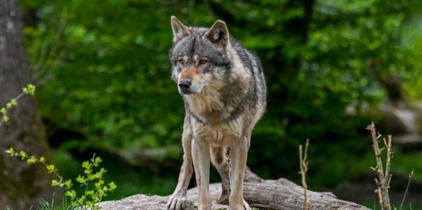Wolf